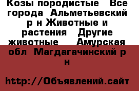 Козы породистые - Все города, Альметьевский р-н Животные и растения » Другие животные   . Амурская обл.,Магдагачинский р-н